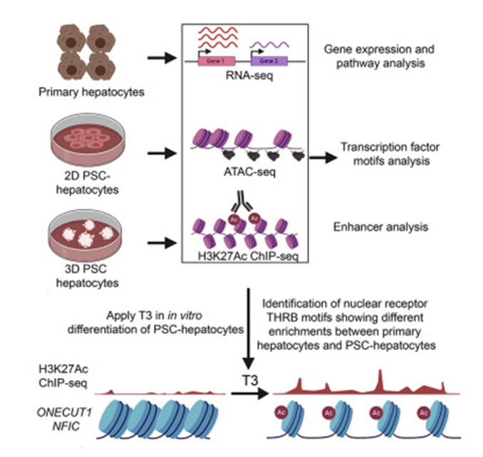 تسهیل تمایز سلول‌های PSC انسان به سلول‌های کبدی بالغ‌تر توسط گیرنده هسته‌ای THRB